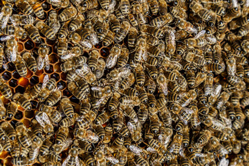 Macro photo of working bees on honeycombs.Beautiful honeycomb with bees close-up.Honey cell with...
