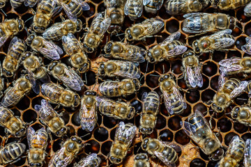 Macro photo of working bees on honeycombs.Beautiful honeycomb with bees close-up.Honey cell with...