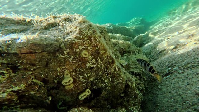 Marine fish among the rocks