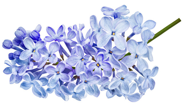 Branch of lilac flowers isolated on  background with clipping path. Transparent background. For design. In high resolution. Studio photo.  Transparent background. 