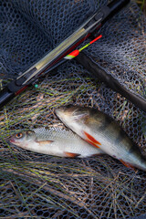 Common perch or European perch (Perca Fluviatilis) and common roach (Rutilus Rutilus) with float...