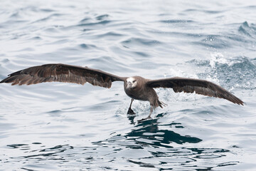 Obraz premium Black-footed Albatross, Phoebastria nigripes