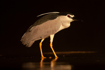 Black-crowned Night Heron, Nycticorax nycticorax