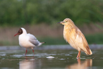 Squacco Heron, Ardeola ralloides