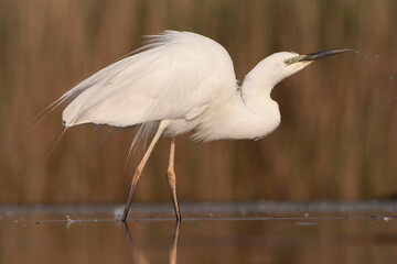 Great Egret, Ardea alba alba