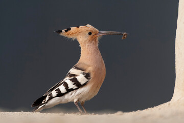 Eurasian Hoopoe, Upupa epops © Marc