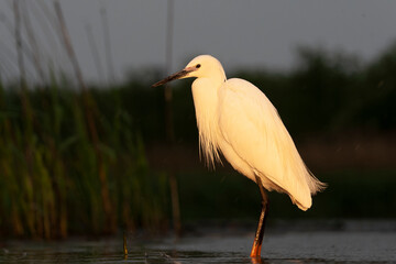 Little Egret, Egretta garzetta