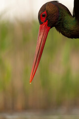Black Stork, Ciconia nigra