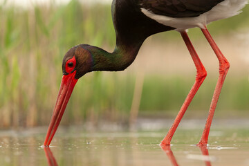 Black Stork, Ciconia nigra
