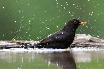 Eurasian Blackbird, Turdus merula