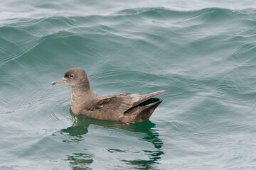 Sooty Shearwater, Ardenna grisea