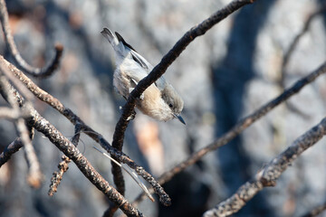 Pygmy Nuthatch, Sitta pygmaea