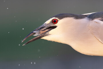 Black-crowned Night Heron, Nycticorax nycticorax