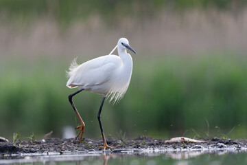 Little Egret, Egretta garzetta