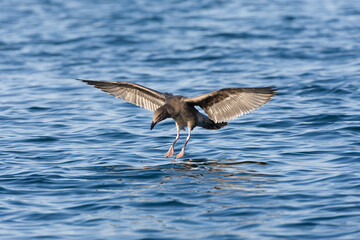 Western Gull, Larus occidentalis