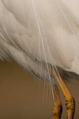 Great Egret, Ardea alba alba