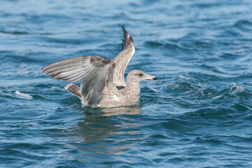 Fototapeta premium California Gull, Larus californicus