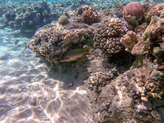 Blackspotted rubberlip fish or plectorhinchus gaterinus at coral reef..