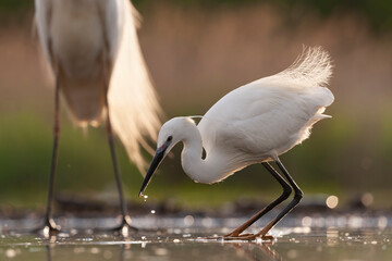 Little Egret, Egretta garzetta