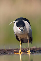 Black-crowned Night Heron, Nycticorax nycticorax