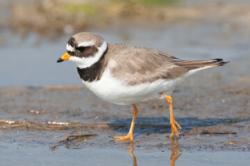 Common Ringed Plover, Charadrius hiaticula