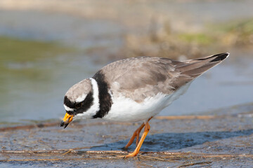 Common Ringed Plover, Charadrius hiaticula