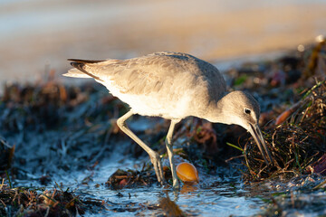 Western Willet, Tringa semipalmata inornata