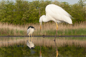 Black-crowned Night Heron, Nycticorax nycticorax