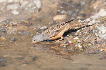 Cretzschmar's Bunting, Emberiza caesia