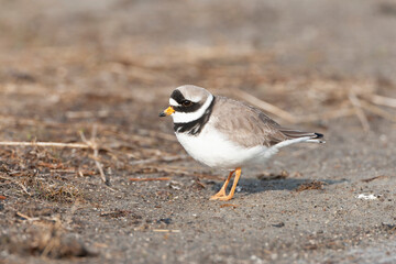 Common Ringed Plover, Charadrius hiaticula