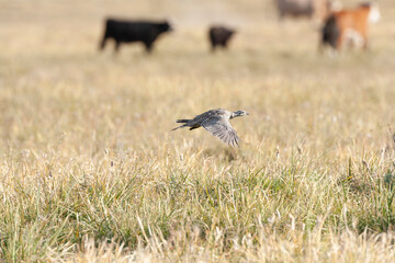 Greater sage-grouse, Centrocercus urophasianus