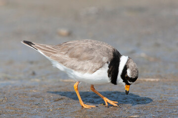 Common Ringed Plover, Charadrius hiaticula