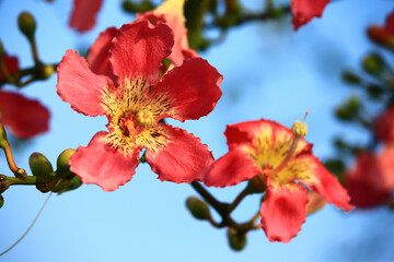 red flowers of Floss-silk Tree or Silk floss Tree blooming on the branches with blue sky background
