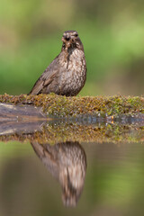 Eurasian Blackbird, Turdus merula