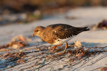 Black Turnstone, Arenaria melanocephala