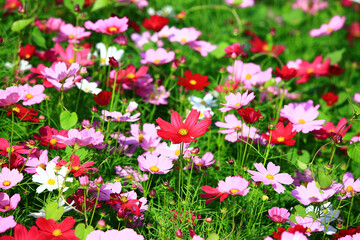 Cosmos bipinnatus or Garden cosmos or Mexican aster flowers blooming in the garden