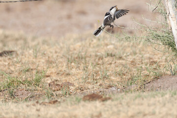 Loggerhead Shrike, Lanius ludovicianus
