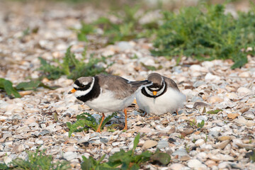 Common Ringed Plover, Charadrius hiaticula
