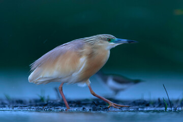 Squacco Heron, Ardeola ralloides