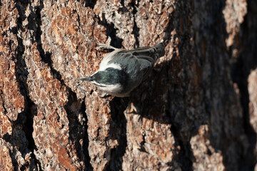 White-breasted Nuthatch, Sitta carolinensis