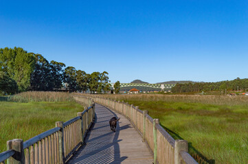 wooden walkway or bridge over the marshes