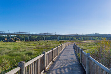 Fototapeta na wymiar wooden walkway or bridge over the marshes