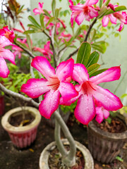 pink cyclamen in a pot, flowers blooming in garden,nature photography, natural gardening background, floral wallpaper 
