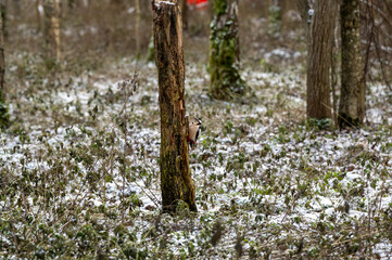 Great spotted woodpecker pecking on dead tree trunk