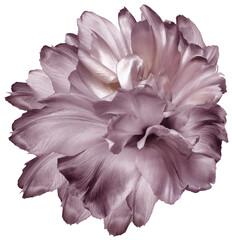 Tulip    flower  on    isolated background with clipping path. Closeup. For design. Transparent background.   Nature.