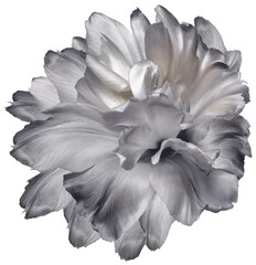 Tulip   gray   flower  on isolated background with clipping path. Closeup. For design.  Transparent background.  Nature.