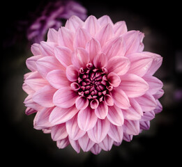 pink powerful  dahlia flower