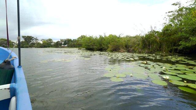 Boating past wild waterlilies in Guatemala