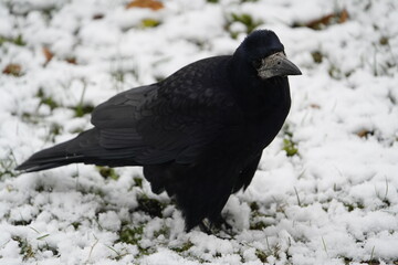 Rook (Corvus frugilegus) Corvidae family, in the snow. You can clearly see the long feathers on the legs that protect the bird from the cold. Hanover, Germany.