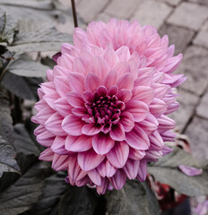 pink powerful  dahlia flower